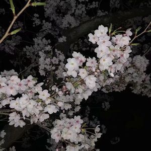 薄纱美女免费观看
